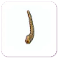 冻原化石（尾部）